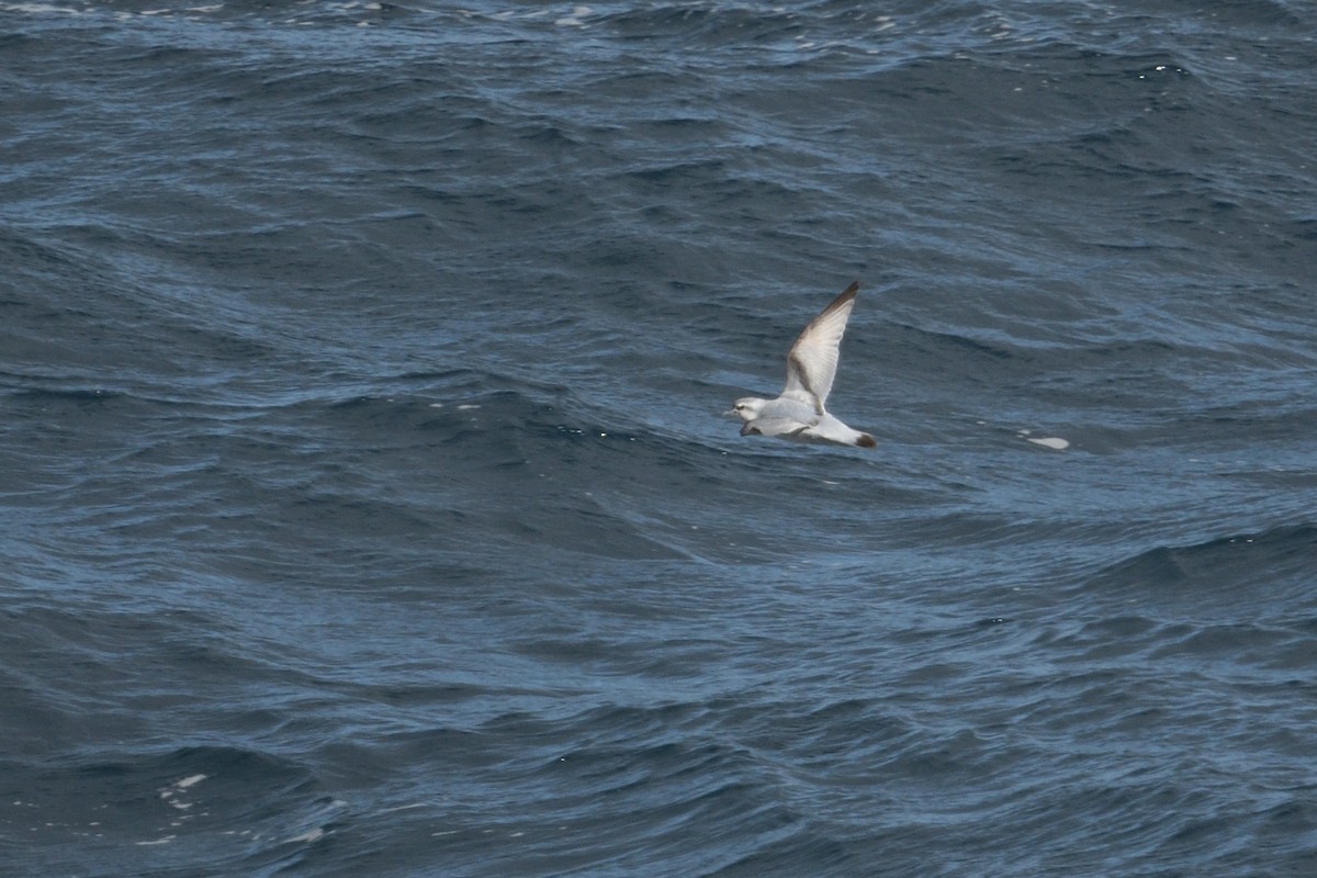 ub. hvalfugl (Pachyptila sp.) - ML646232946