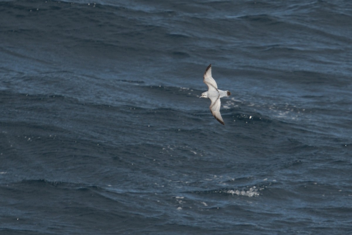 ub. hvalfugl (Pachyptila sp.) - ML646232947