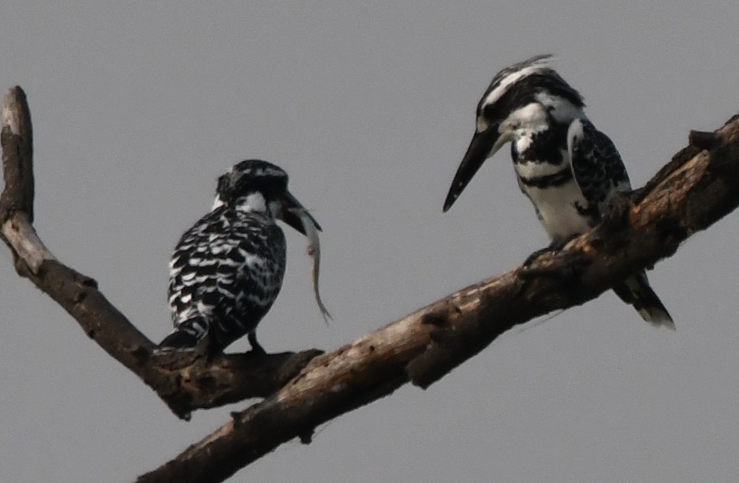 terneisfugl - ML646232948