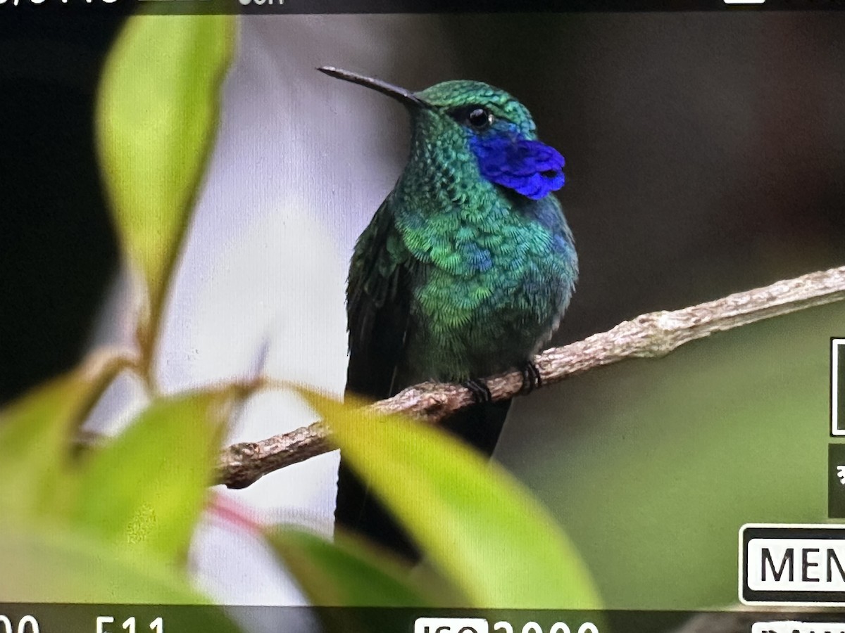 blåørekolibri - ML646232951