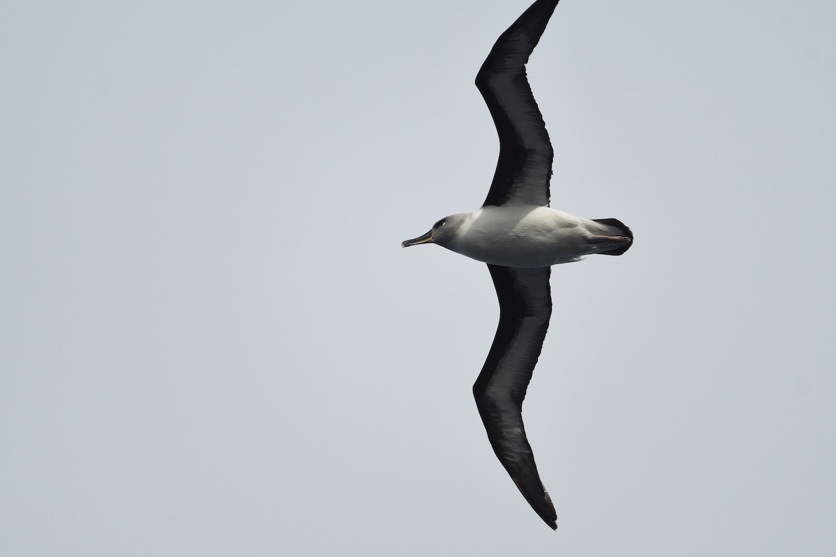 gråhodealbatross - ML646232952