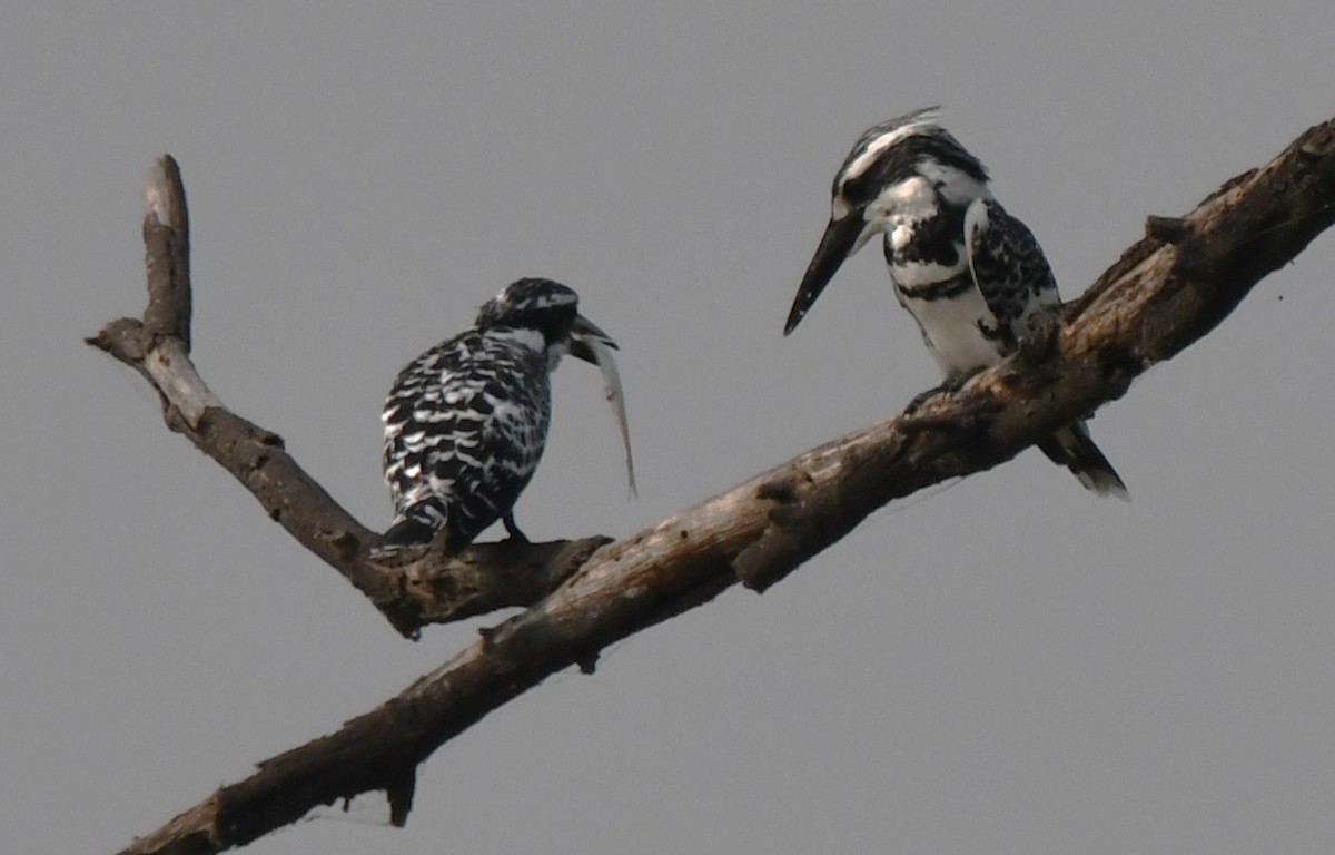 terneisfugl - ML646232953