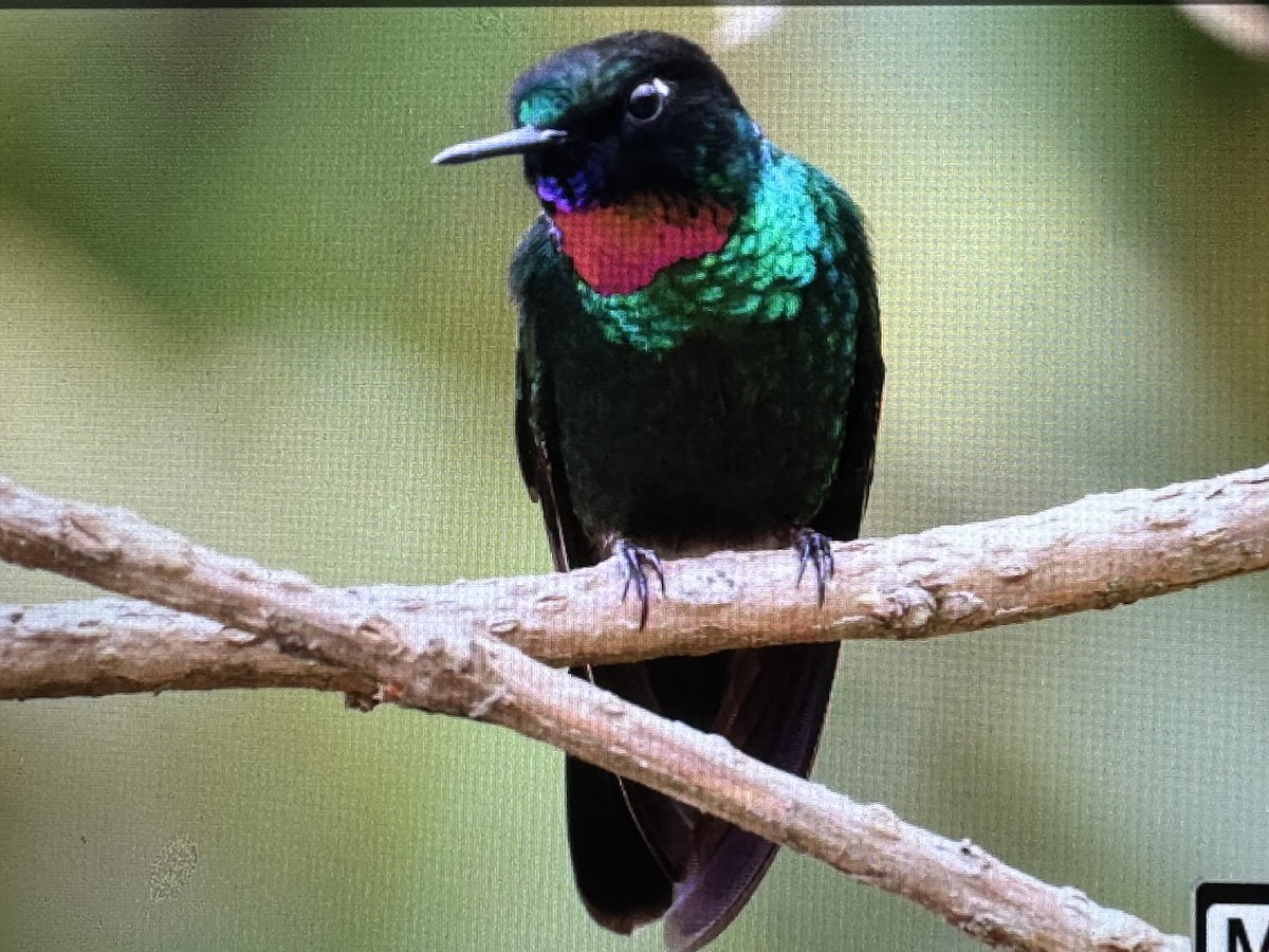 turmalinsolengel - ML646232954