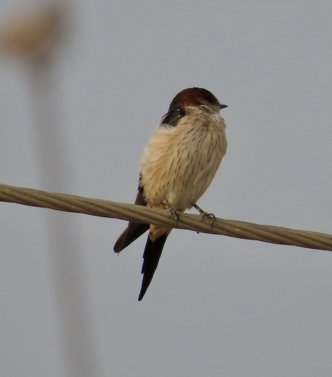 tempelsvale - ML646232955