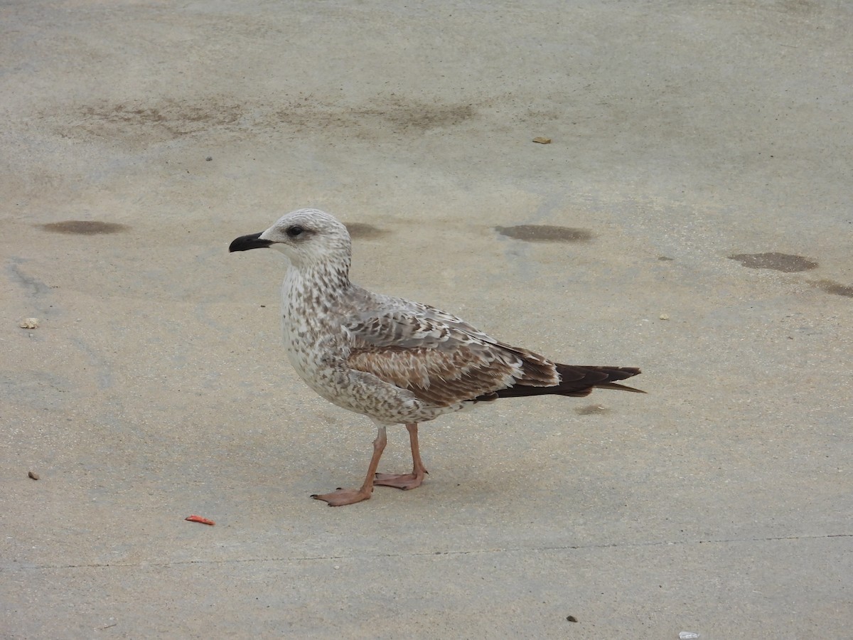 gulbeinmåke - ML646232956