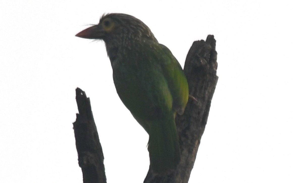 brunhodeskjeggfugl - ML646232958