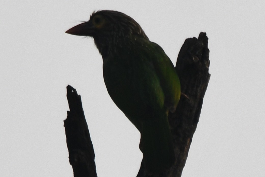 brunhodeskjeggfugl - ML646232962