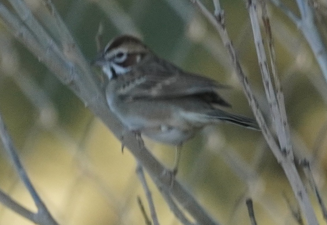 lerkespurv - ML646232963