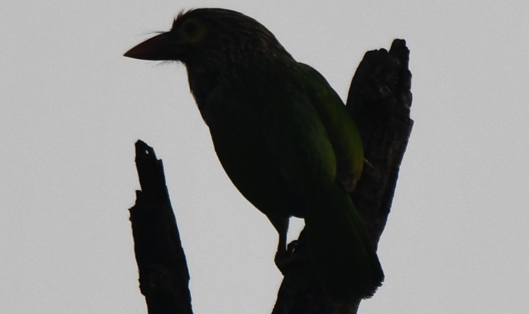 brunhodeskjeggfugl - ML646232964