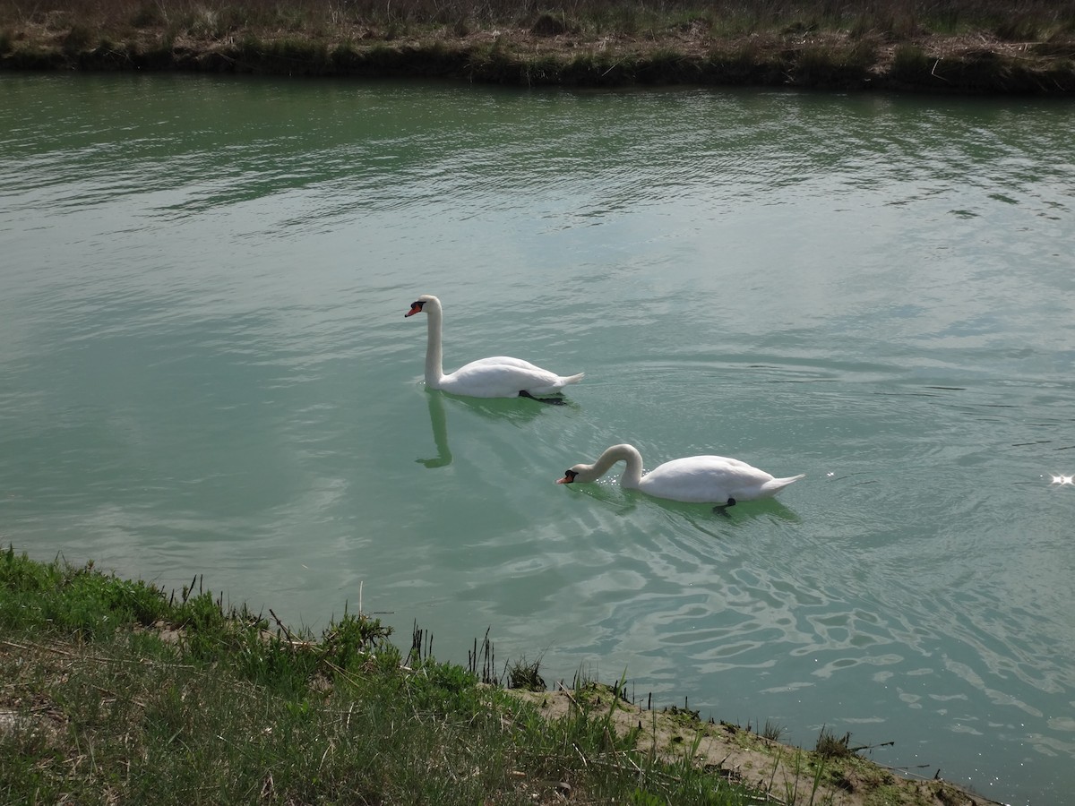 knoppsvane - ML646232965