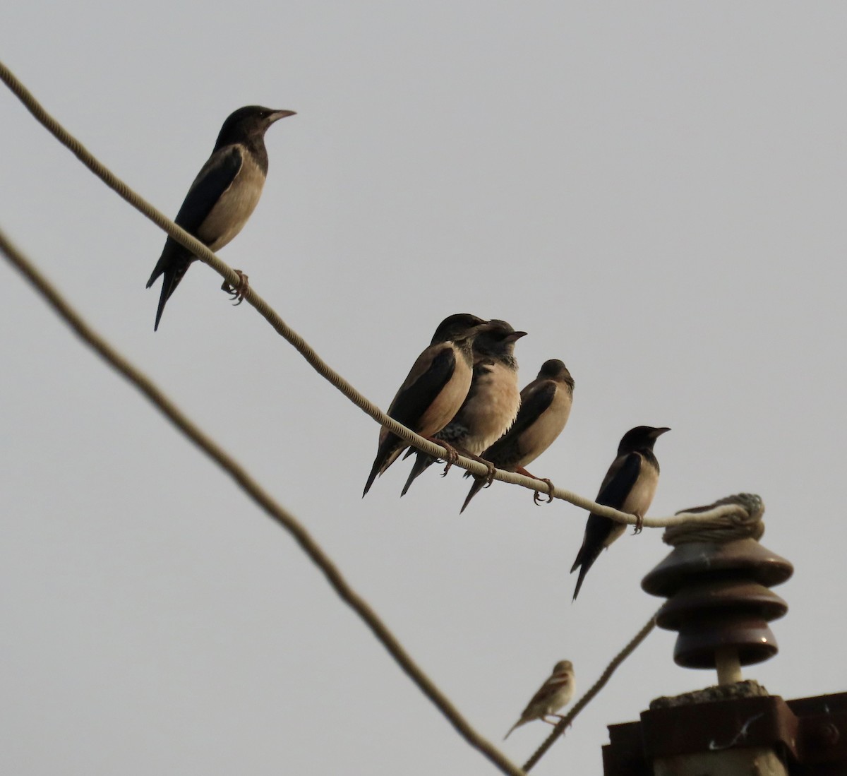 rosenstær - ML646232968