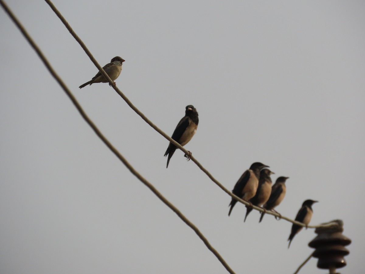 rosenstær - ML646232969