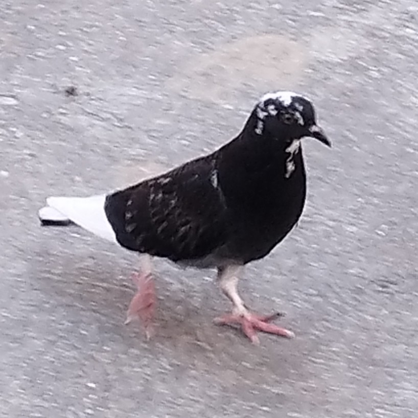 Rock Pigeon (Feral Pigeon) - ML646232998