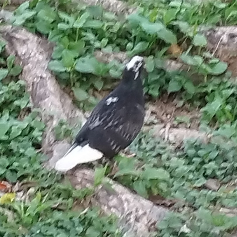 Rock Pigeon (Feral Pigeon) - ML646232999