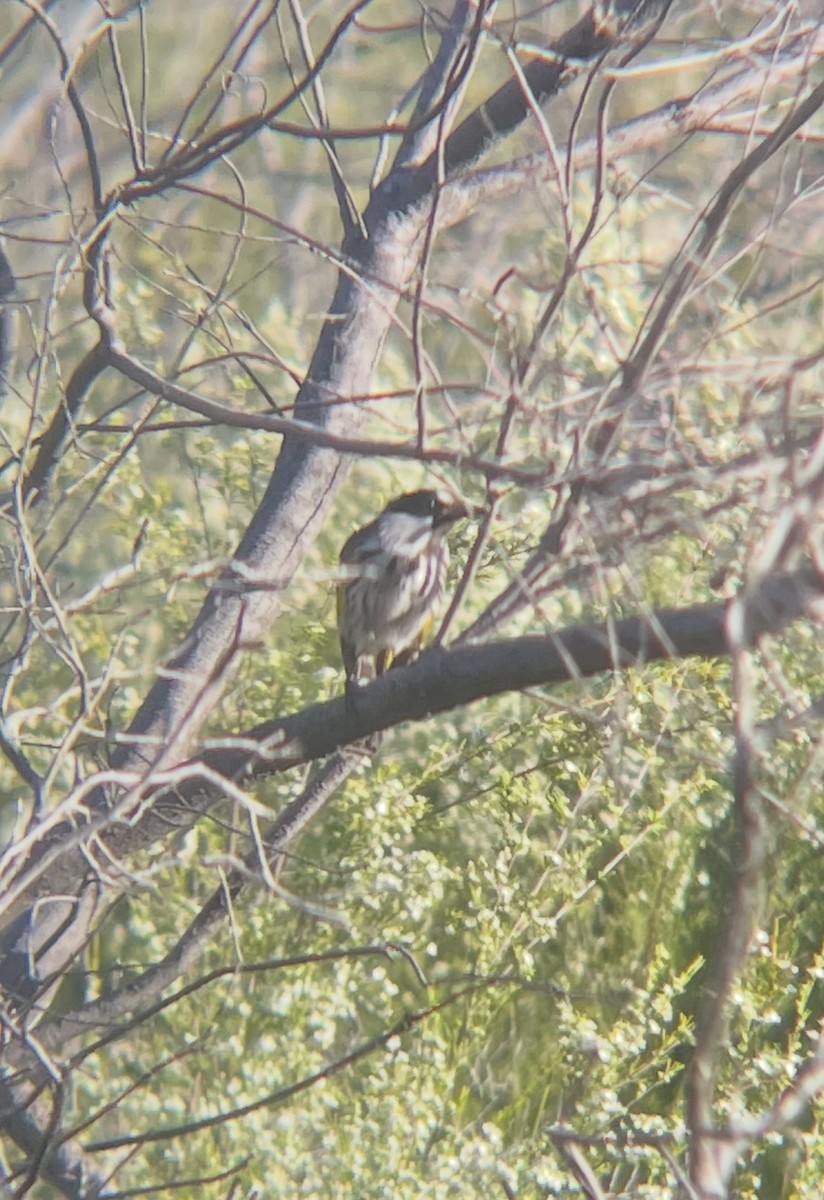 White-cheeked Honeyeater - ML646233005