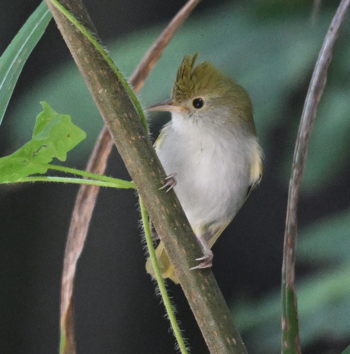 Haubenvireo - ML646233015