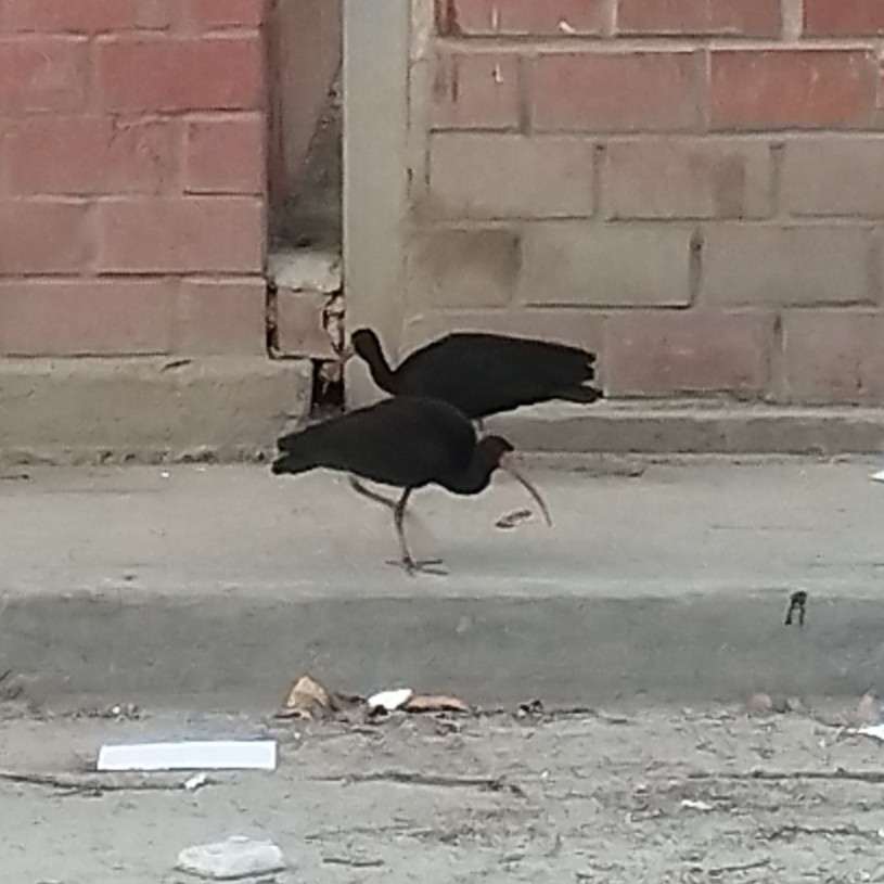 Ibis Afeitado - ML646233017