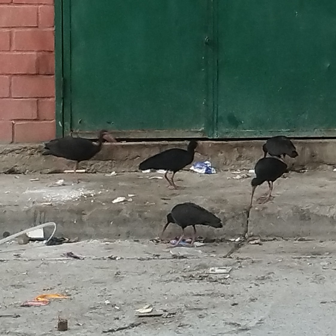 Ibis Afeitado - ML646233018