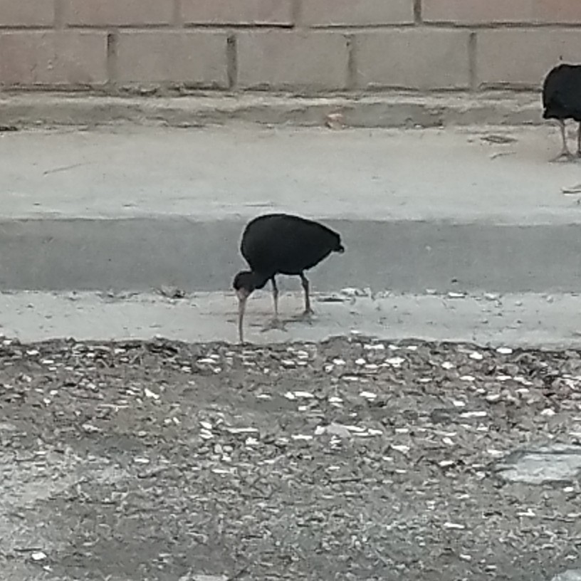 Ibis Afeitado - ML646233019