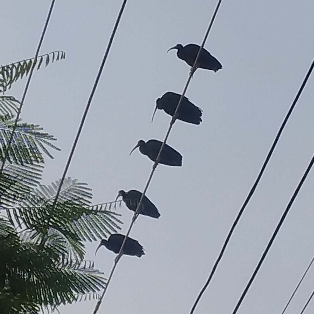 Ibis Afeitado - ML646233020