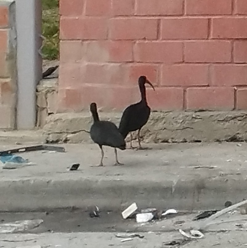 Ibis Afeitado - ML646233021