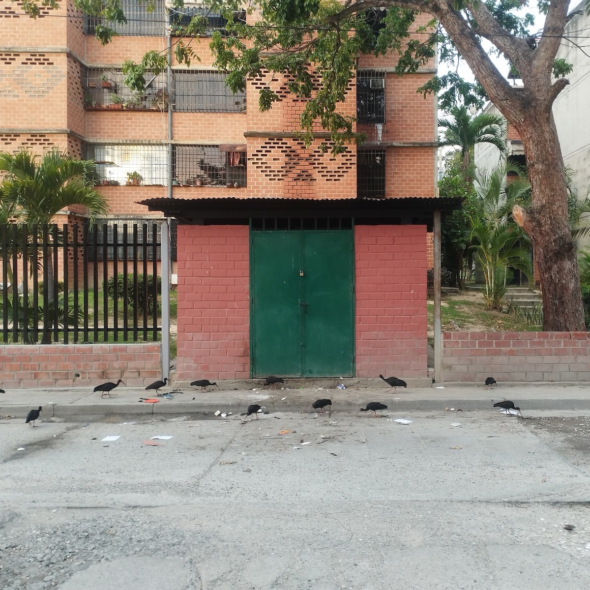 Ibis Afeitado - ML646233022