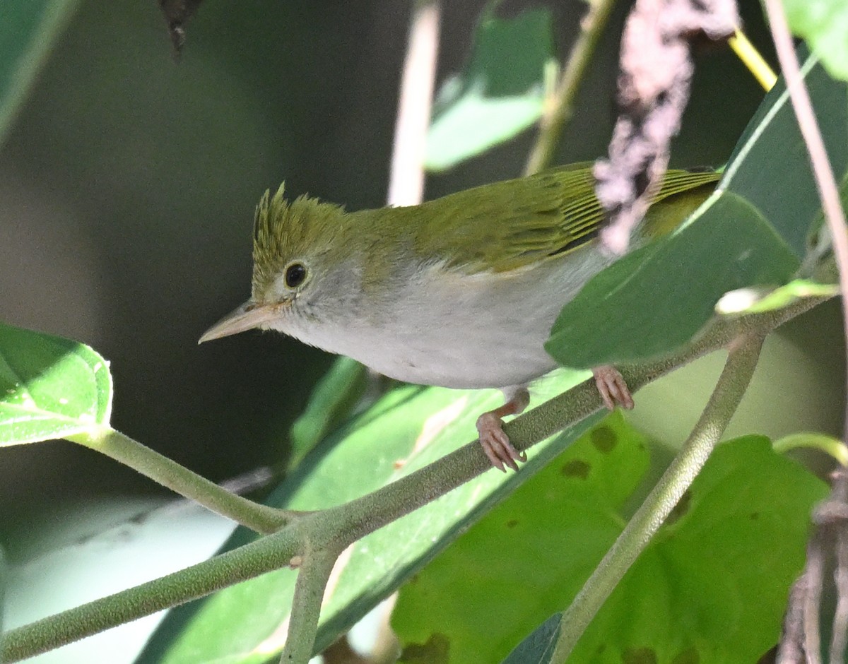 Haubenvireo - ML646233023