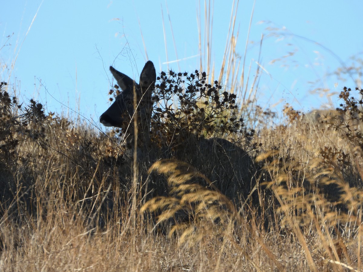 Western Roe Deer - ML646233027