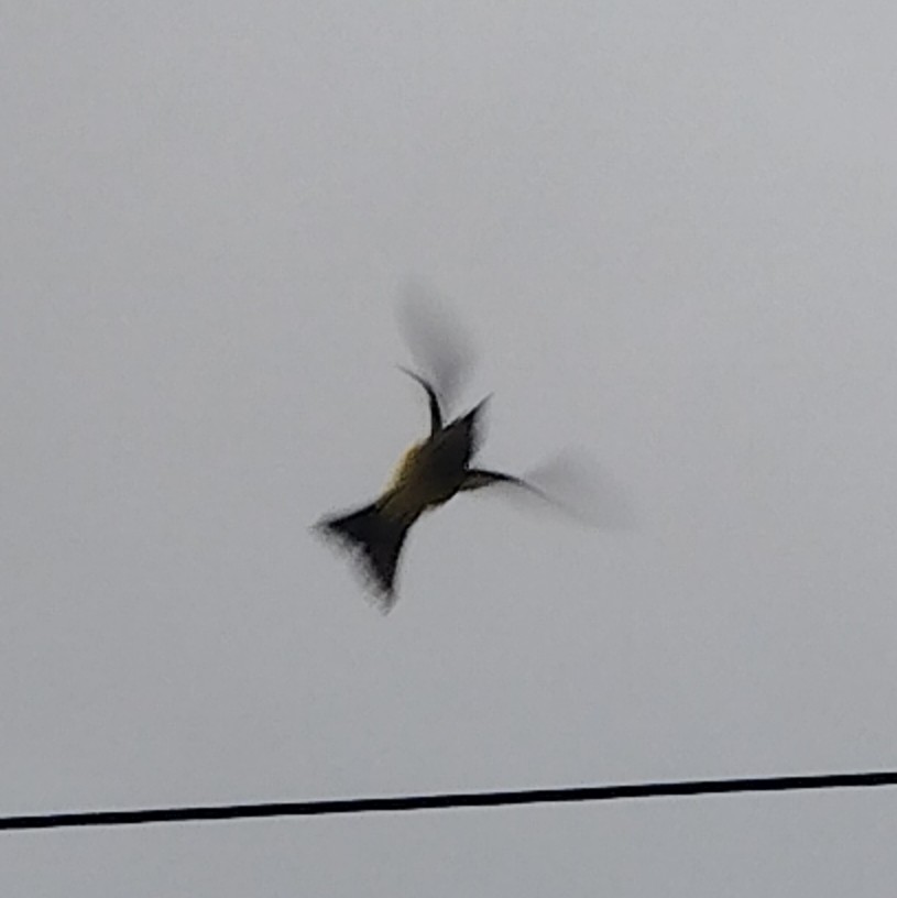 Tropical Kingbird - ML646233030