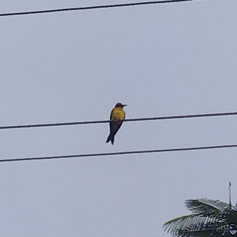 Tropical Kingbird - ML646233031