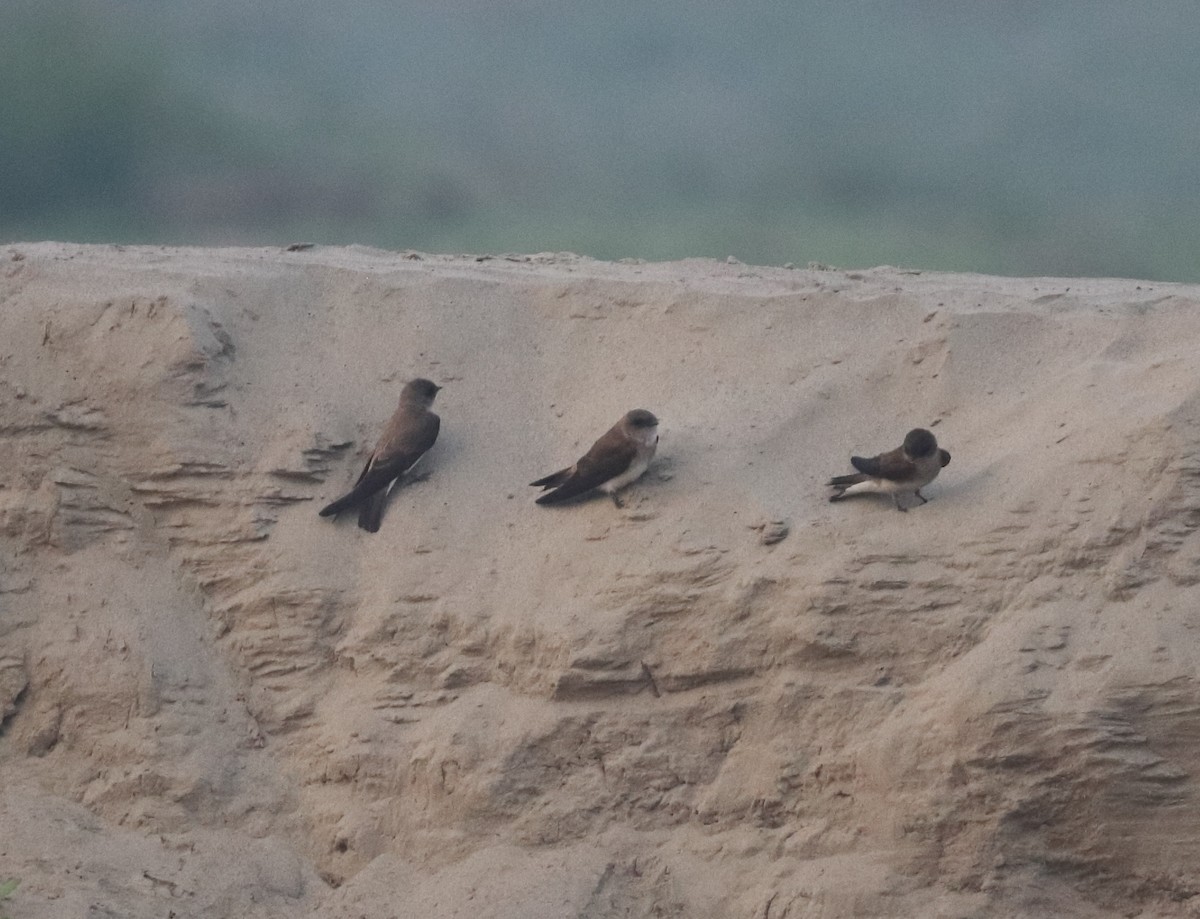 Gray-throated Martin - ML646233064