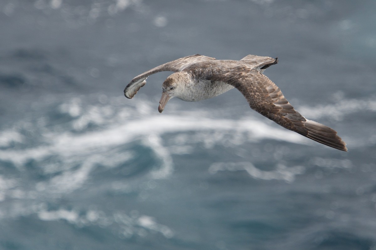 sørkjempepetrell - ML646233066