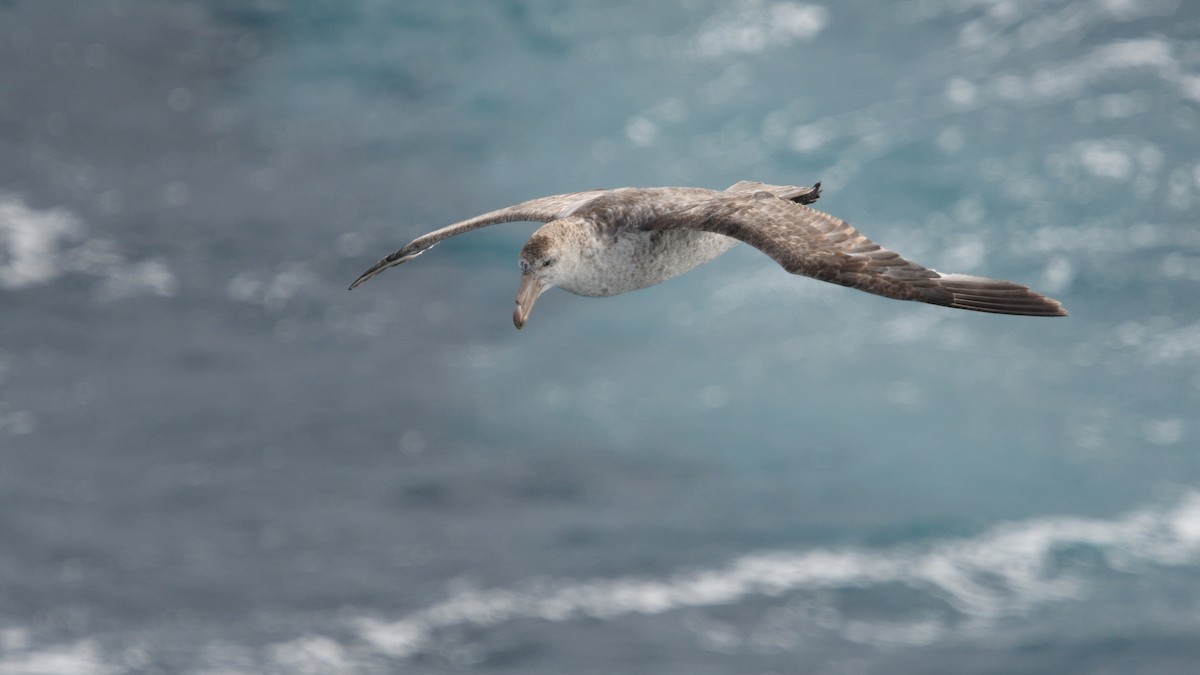 sørkjempepetrell - ML646233067