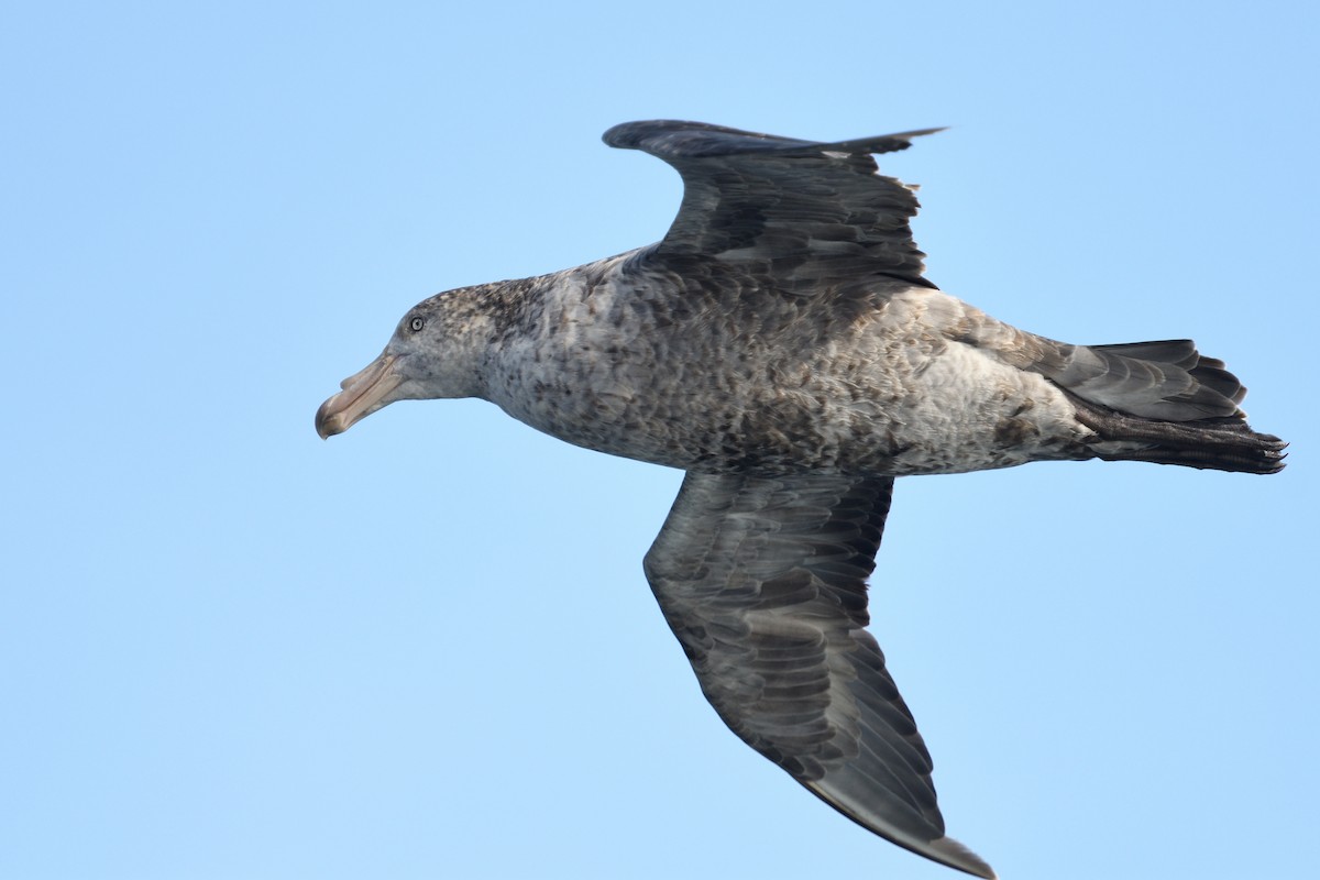 sørkjempepetrell - ML646233069