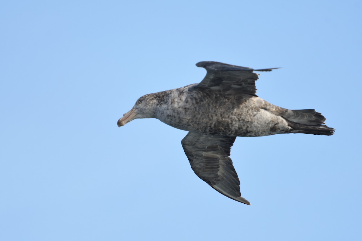 sørkjempepetrell - ML646233070