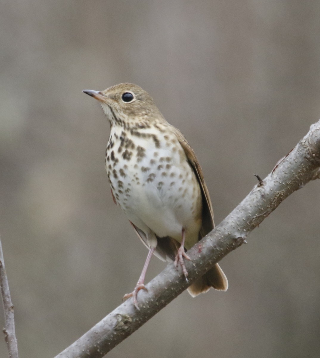 Hermit Thrush - ML646233081