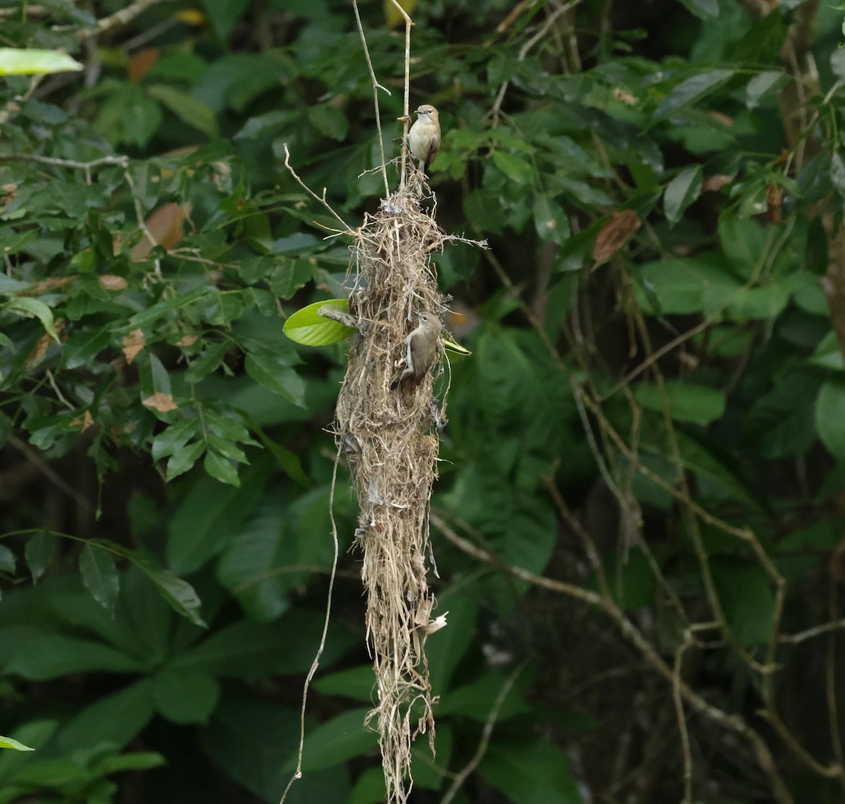 ハシブトセンニョムシクイ - ML646233082