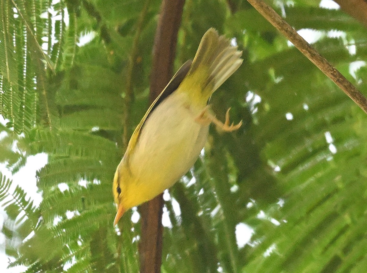 Yellow-vented Warbler - ML646233084
