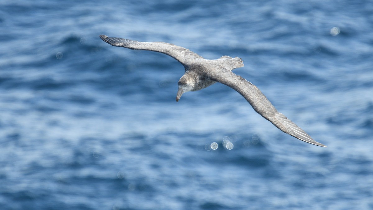 sørkjempepetrell - ML646233092