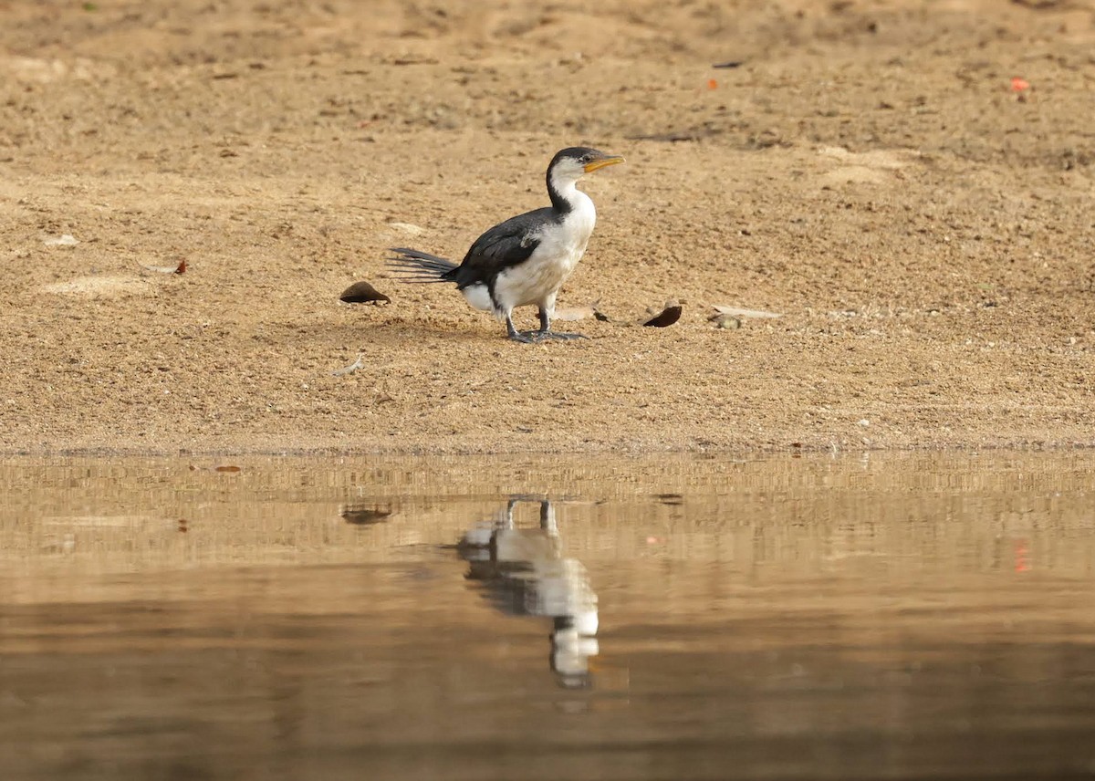 シロハラコビトウ - ML646233094