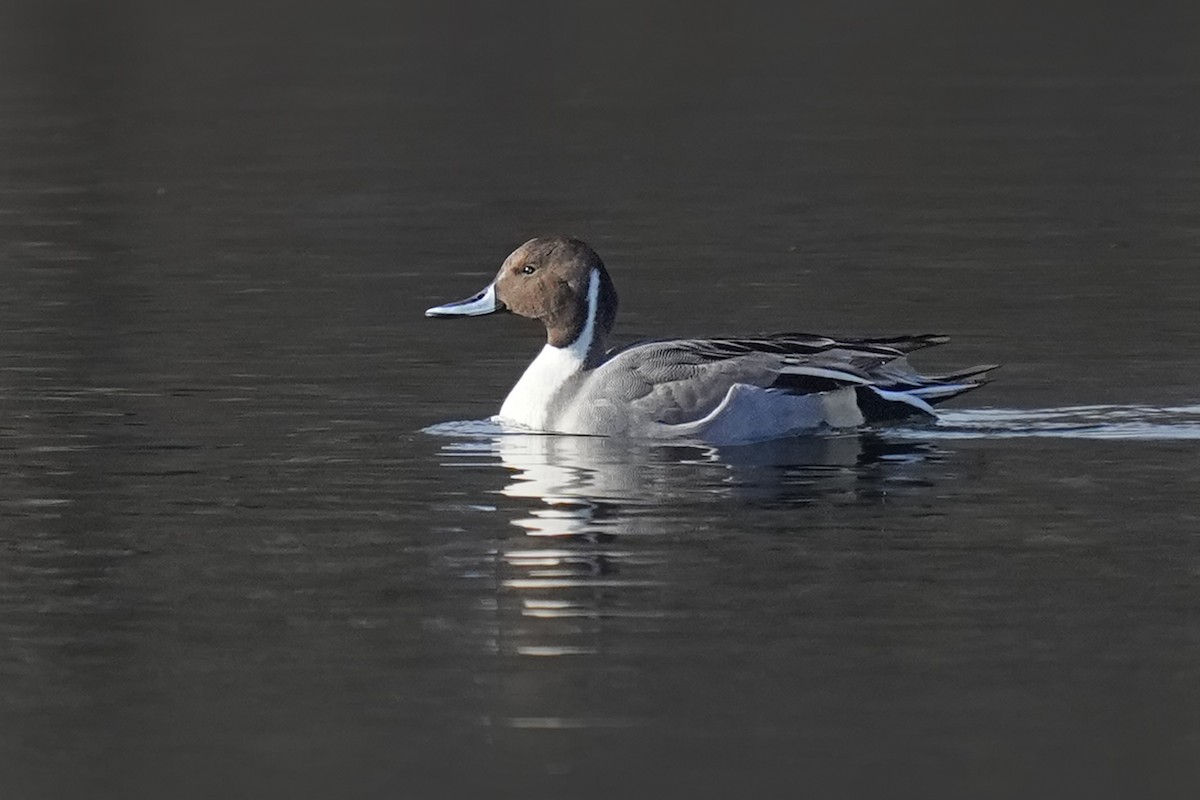 Northern Pintail - ML646233096