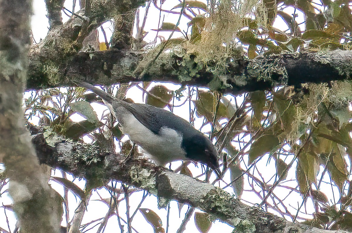 Pygmy Cuckooshrike - ML646233103