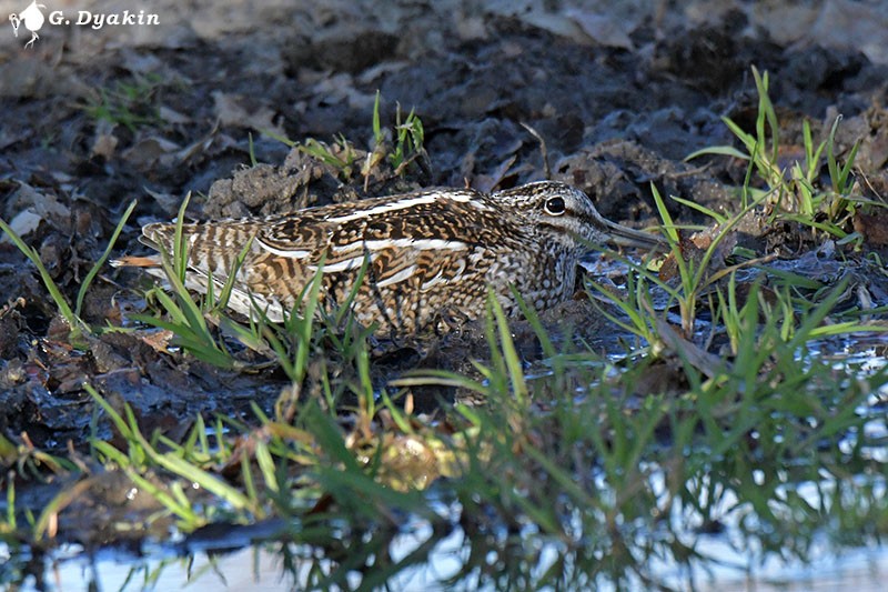 Solitary Snipe - ML646233113