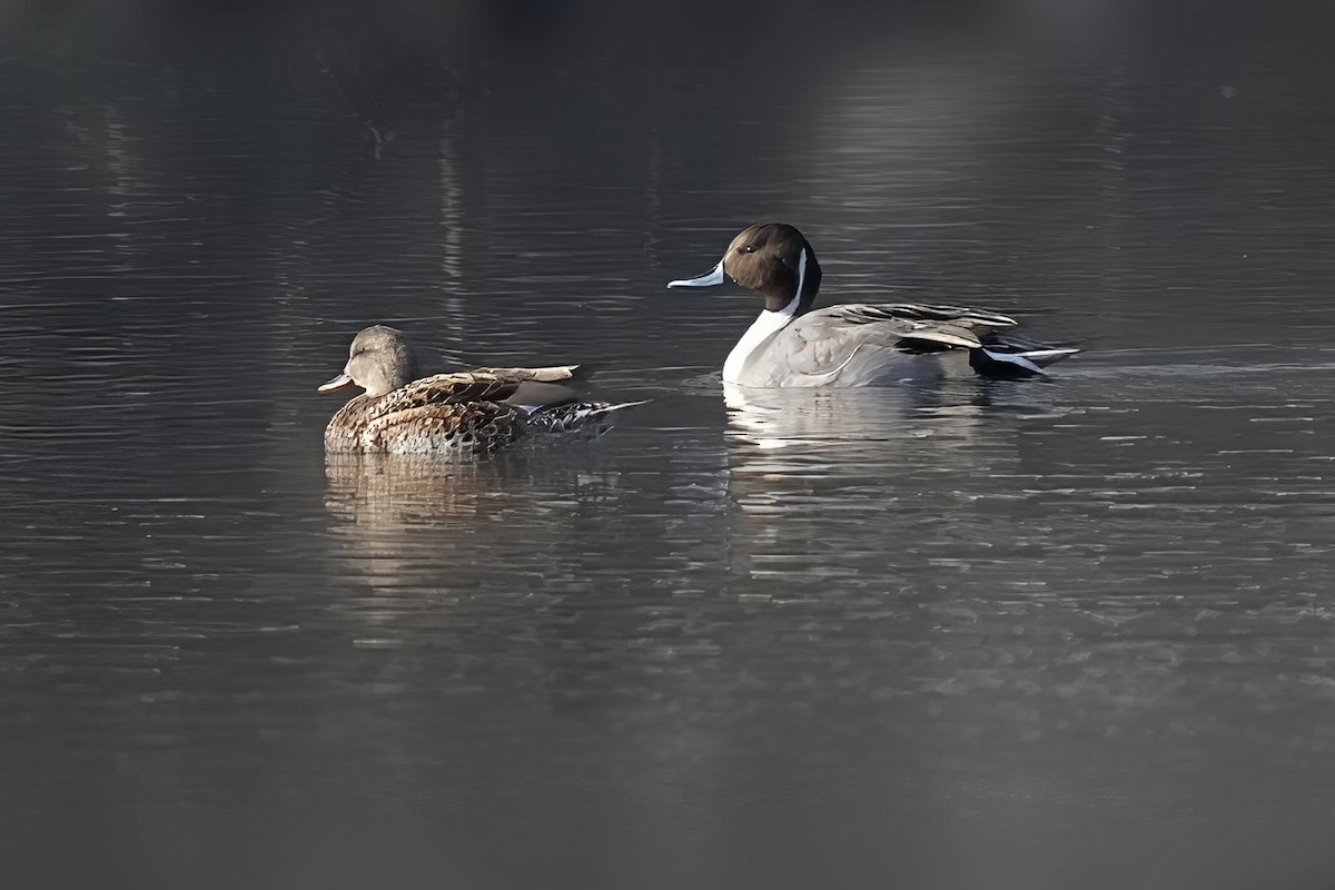 Northern Pintail - ML646233114