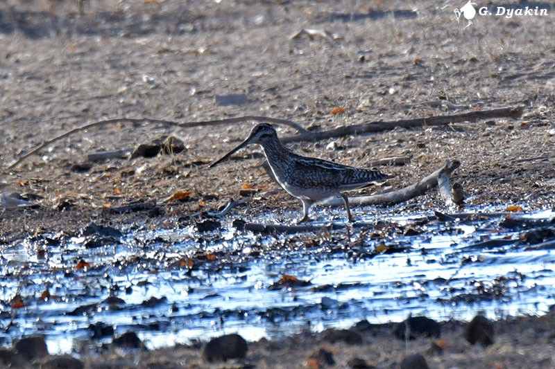 Solitary Snipe - ML646233115