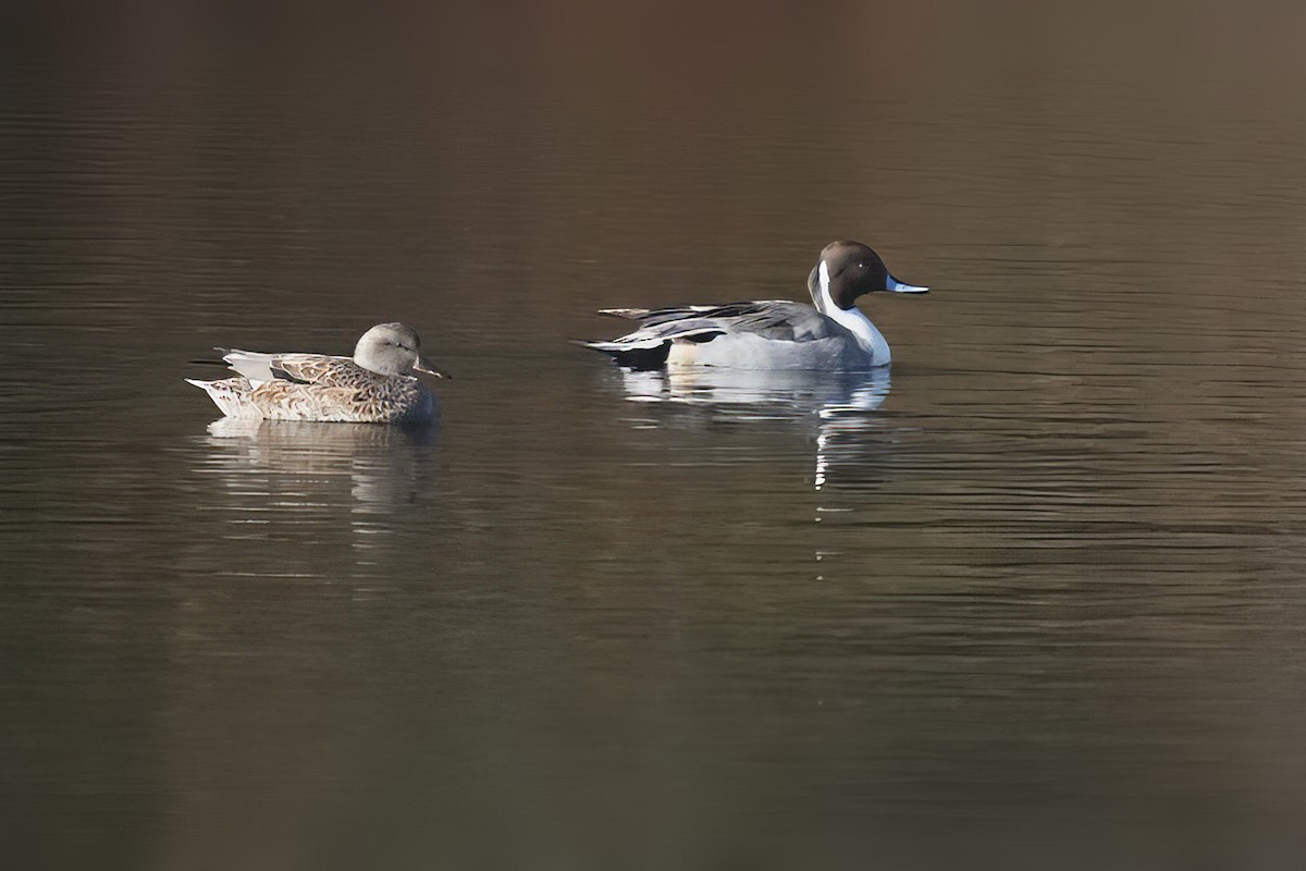 Northern Pintail - ML646233124