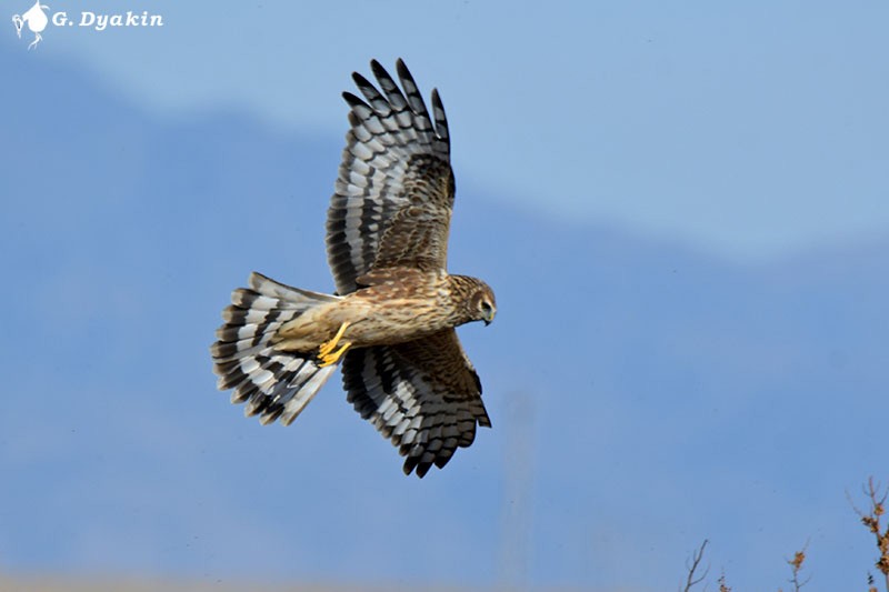 Hen Harrier - ML646233128