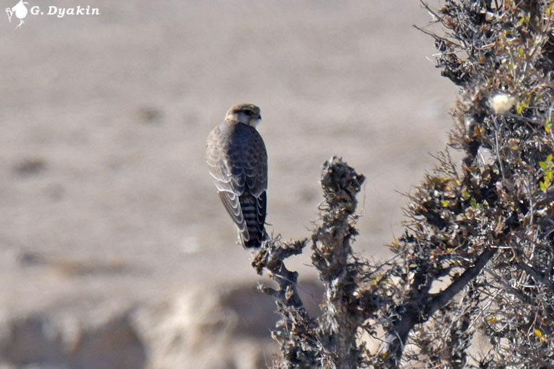 Merlin - ML646233133