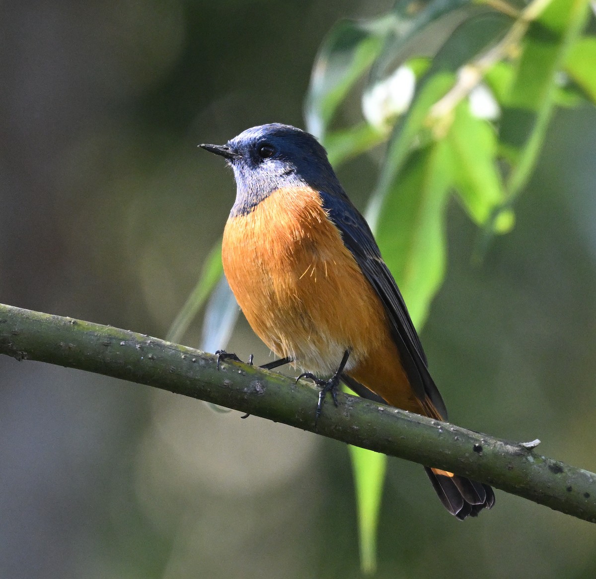 Blue-fronted Redstart - ML646233134