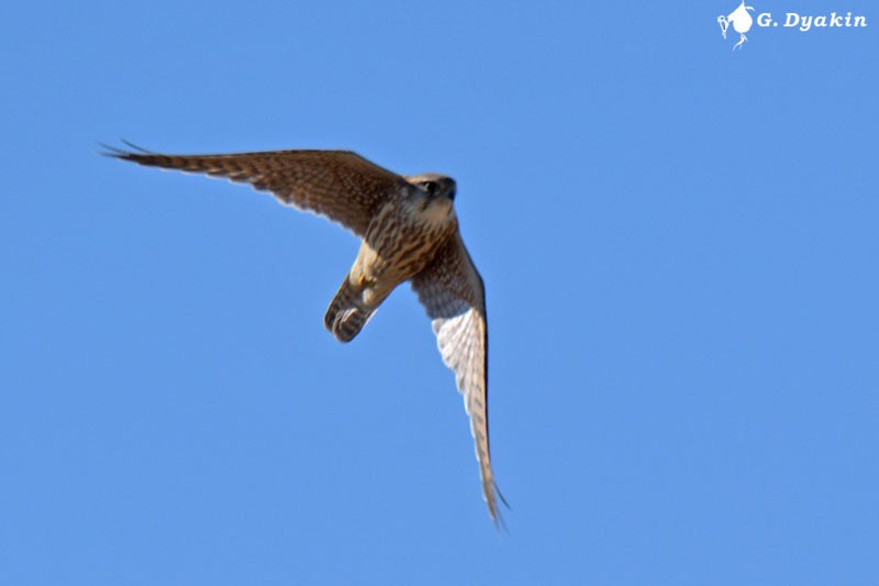 Merlin - ML646233136